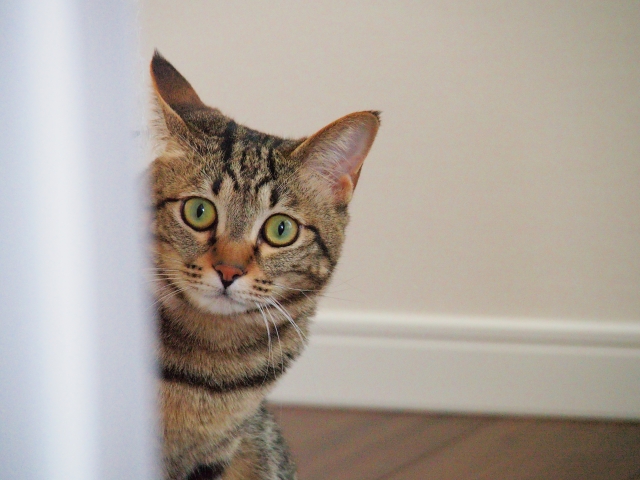 人見知りの方でも安心!会話のきっかけが見つかりやすい