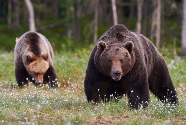 【婚活豆情報】あまり知られていないクマの恐ろしい婚活方法
