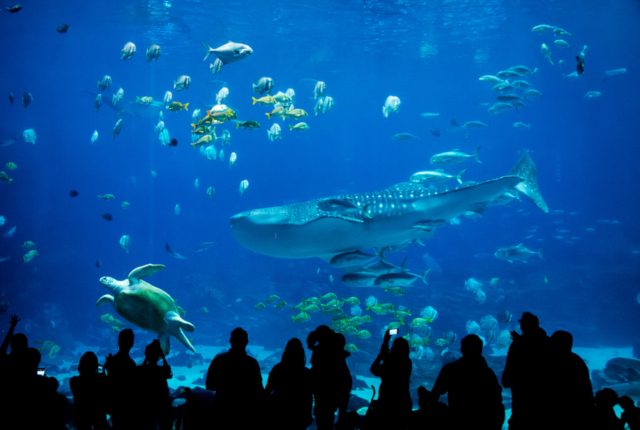 沖縄の神秘の海を二人で歩く、ロマンチックデートはいかが?