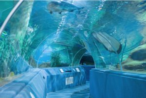 konkatsu-aquarium-date