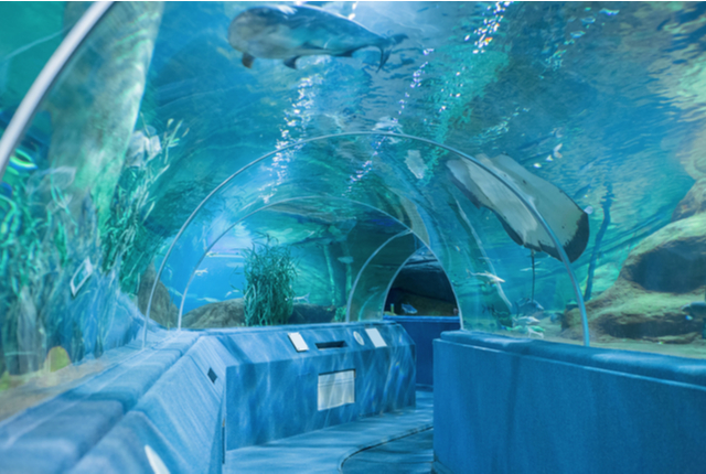 konkatsu-aquarium-date