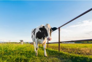 konkatsu-date-at-chokai-kogen-in-akita