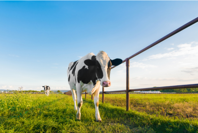 konkatsu-date-at-chokai-kogen-in-akita