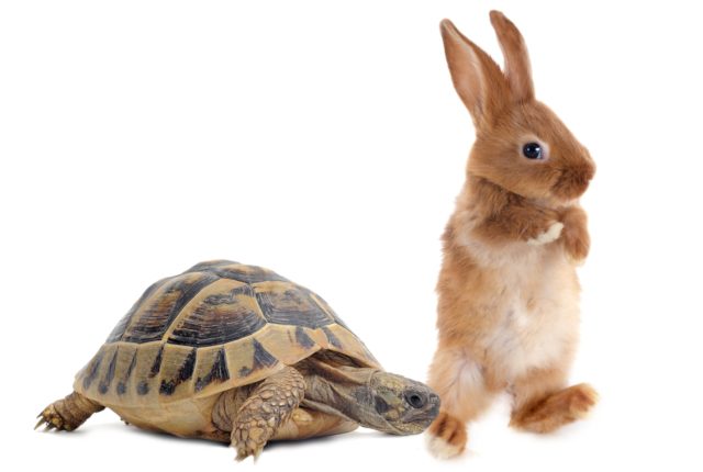 婚活が成功するタイプの男性…それはノロマの亀!?