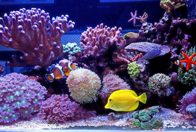 山口県の水族館【海響館】が可愛すぎるとカップル達に話題