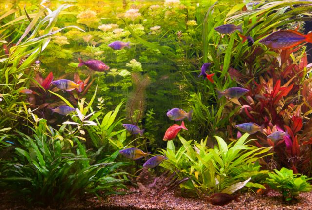 【婚活デートスポット】岐阜県でデート~アクア・トトに行ってみて!