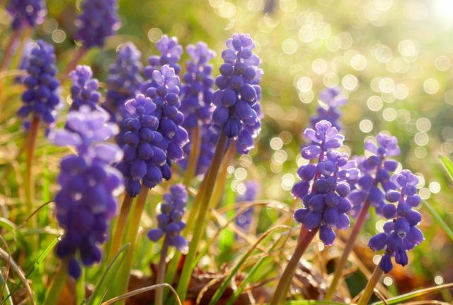 【婚活豆知識】贈ってはいけない…本当はこわーい意味を持つ花