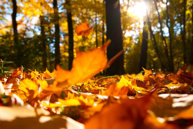 枯葉一枚も持ち帰ってはいけない…長崎県の男嶽神社の決まり