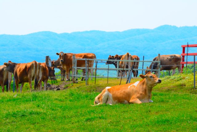 岡山・蒜山高原の婚活デートスポット10選！ほのぼの楽しもう！