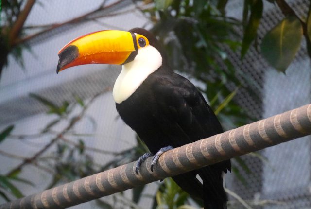 【婚活デートスポット】花と鳥に囲まれて!島根県おすすめ婚活デート