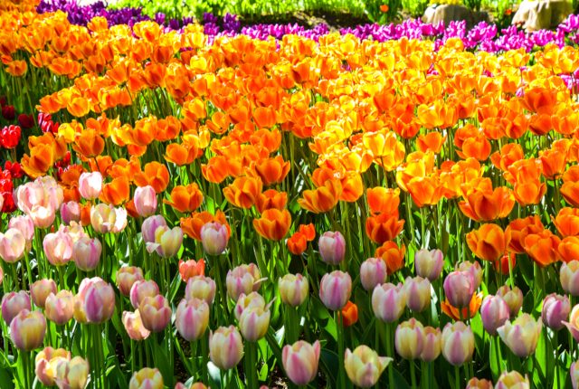 ようこそ！チューリップの楽園へ！富山県が魅せる花の園