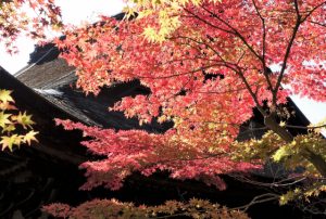定光寺の桜や紅葉