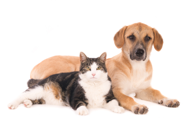 あなたは犬派？猫派？動物好きを集めた「ペット婚活」