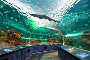 「夜の水族館で恋する謎解きコン」開催！inしながわ水族館