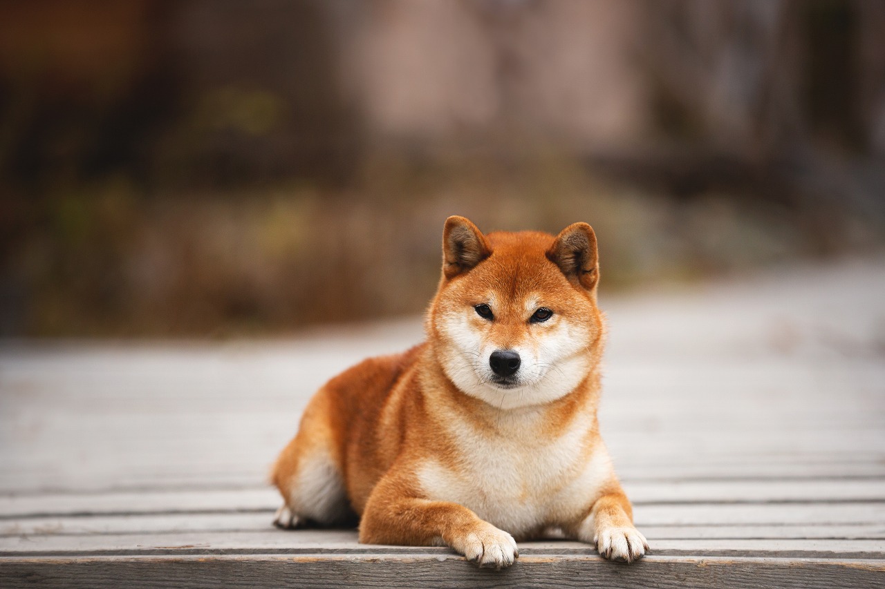 可愛いワンちゃん